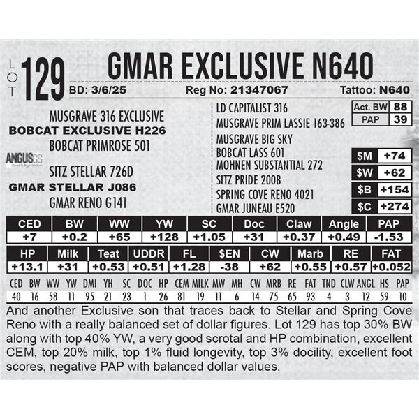 GMAR Exclusive N640