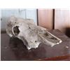 Image 3 : Animal Skull