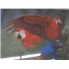 Image 2 : 11392 "RED MACAWS" GAMMI RATNAVIRA