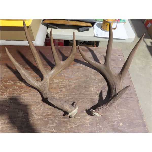 pair of antler sheds