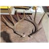 pair of antler sheds