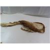 Image 1 : young deer hide fur