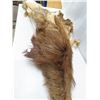 Image 3 : fur hide young moose