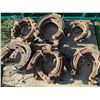 Image 1 : Horse Shoes Small, medium, large (28)