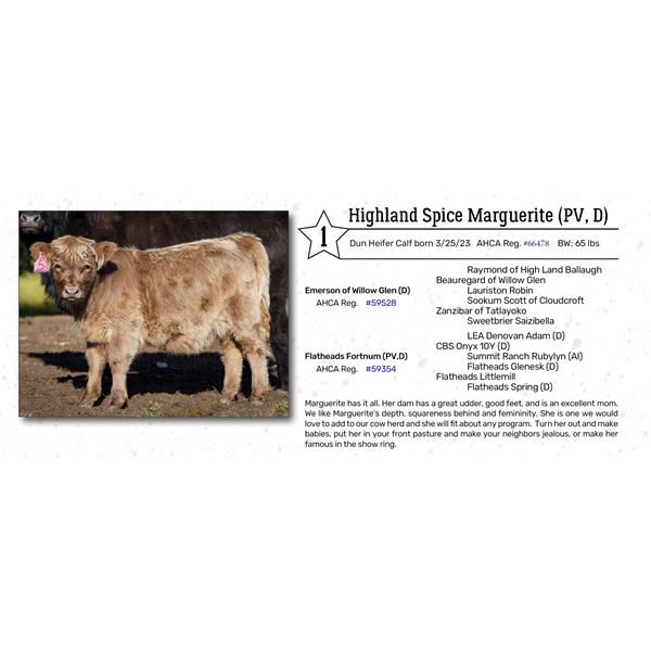 Highland Spice Marguerite (PV, D)