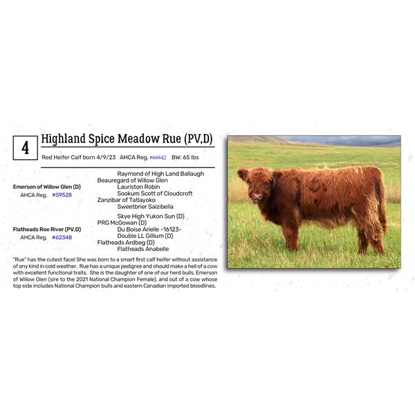 Highland Spice Meadow Rue (PV,D)