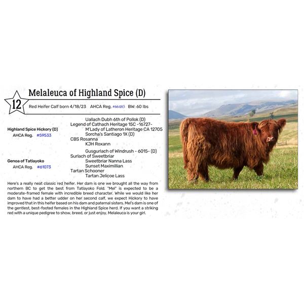 Melaleuca of Highland Spice (D)