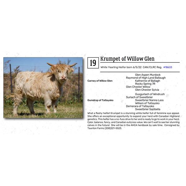 Krumpet of Willow Glen