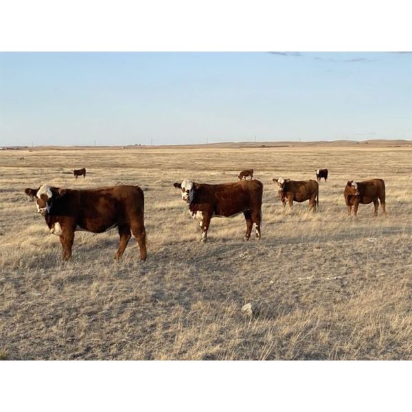 South Ridge Farms - 6 RWF Heifers (Pen 325)