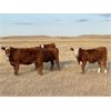 Image 4 : South Ridge Farms - 6 RWF Heifers (Pen 325)