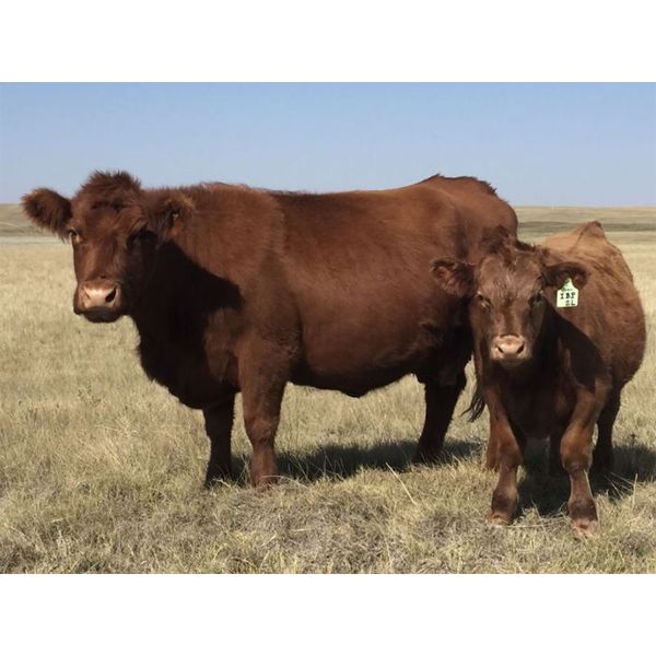 Ian Proudfoot - Highland Heritage Farms - 5 Red 3rd Calvers (Pen 214)