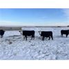 Image 1 : Jason Tweten - 3 Black Cows (Pen 211)