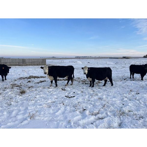 Jason Tweten - 2 Black Cows (Pen 209)