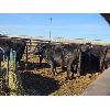 Image 2 : Adams Brothers - 1 Black Bred Cows - Pen 414