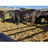 Image 1 : Jacey Solway - 3 BWF Bred Cows - Pen 439