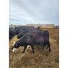 Image 1 : Skrove Agro Services - 8 Black Bred Cows - Pen 337