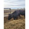 Image 2 : Skrove Agro Services - 8 Black Bred Cows - Pen 337