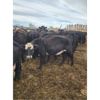 Image 3 : Skrove Agro Services - 4 Black X Bred Cows - Pen 335