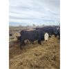 Image 4 : Skrove Agro Services - 4 Black X Bred Cows - Pen 335