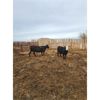 Image 6 : Skrove Agro Services - 4 Black X Bred Cows - Pen 335