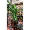 Image 1 : LARGE 6 FOOT FAKE PLANT