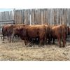 Image 6 : Sam McKinnon - 10 Red Heifers (Pen 325)
