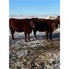Image 1 : Emmett Stuber - 6 Red Heifers (Pen 323)