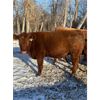 Image 5 : Emmett Stuber - 6 Red Heifers (Pen 323)