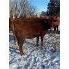 Image 6 : Emmett Stuber - 6 Red Heifers (Pen 323)