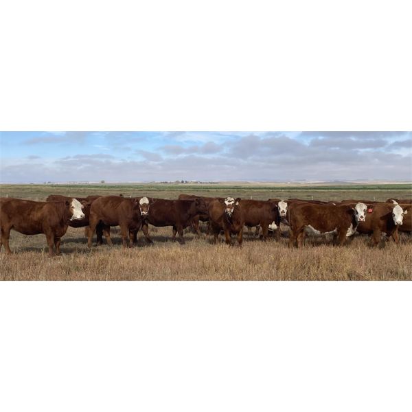Brad & Tammy Corbiell - 10 Red Heifers (Pen 402 - 404)