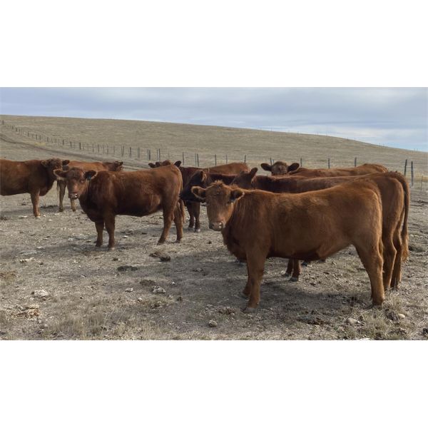 Brad & Tammy Corbiell - 10 RBF Heifers (Pen 409 - 411)