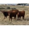 Image 2 : Brad & Tammy Corbiell - 9 RBF Heifers (Pen 405 - 407)