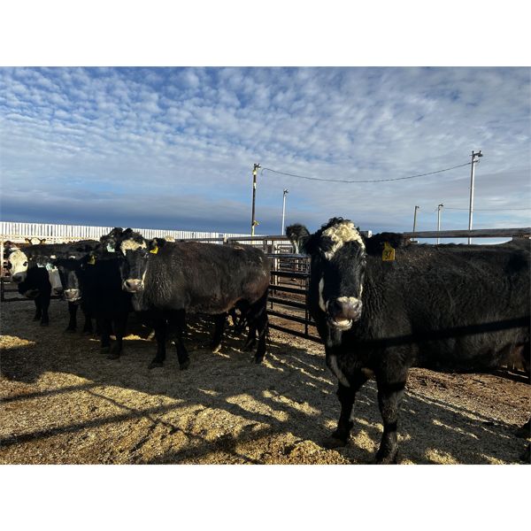 Logan & Landon Hopp - 4 RBF Cows (Pen 432 - 434)