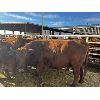Image 4 : LP Farms - 6 Red Cows (Pen 431 - 433)