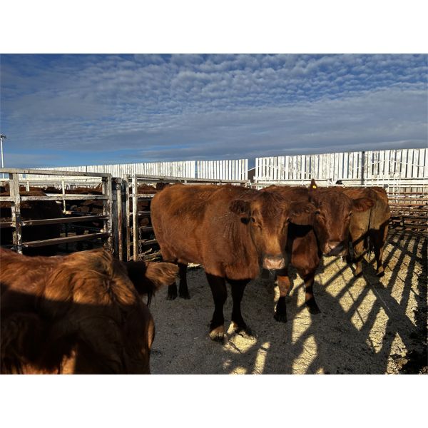 LP Farms - 7 Red Cows (Pen 427 - 429)