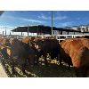 Image 3 : LP Farms - 7 Red Cows (Pen 427 - 429)