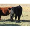 Image 3 : Gopherbroke Ranching - 8 Red 2nd Calvers (Pen 318 - 320)