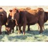Image 4 : Gopherbroke Ranching - 8 Red 2nd Calvers (Pen 318 - 320)