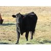 Image 5 : Gopherbroke Ranching - 8 Red 2nd Calvers (Pen 318 - 320)