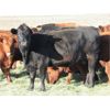 Image 1 : Gopherbroke Ranching - 4 Red & RBF 2nd Calvers (Pen 316)