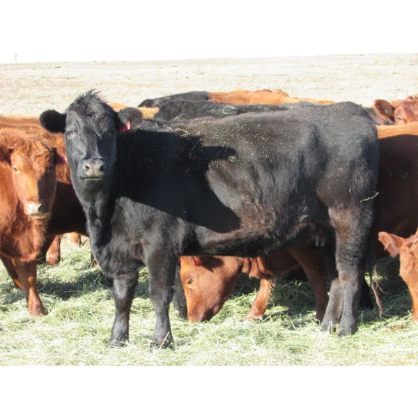 Gopherbroke Ranching - 6 Black 2nd Calvers (Pen 314)