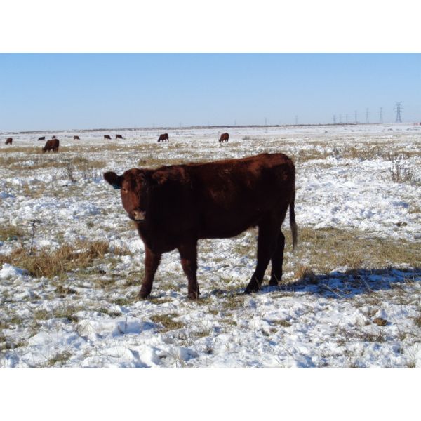 Cole Webb - 12 Red 2nd Calvers (Pen 334)