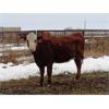 Image 5 : Cole Webb - 12 Red 2nd Calvers (Pen 334)