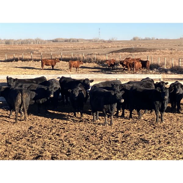Eric & Janet Proudfoot - 7 Black 3rd & 4th Calvers (Pen 309 - 311)