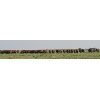 Image 1 : Rainalta Cattle - 9 Red Bred Heifers - Pen 317-319