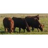 Image 3 : Rainalta Cattle - 10 Red Bred Heifers - Pen 309-311