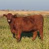Image 5 : Rainalta Cattle - 10 Red Bred Heifers - Pen 309-311