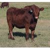 Image 2 : Rainalta Cattle - 8 Red Bred Heifers - Pen 305-307