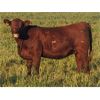 Image 4 : Rainalta Cattle - 8 Red Bred Heifers - Pen 305-307