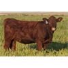 Image 5 : Rainalta Cattle - 8 Red Bred Heifers - Pen 305-307